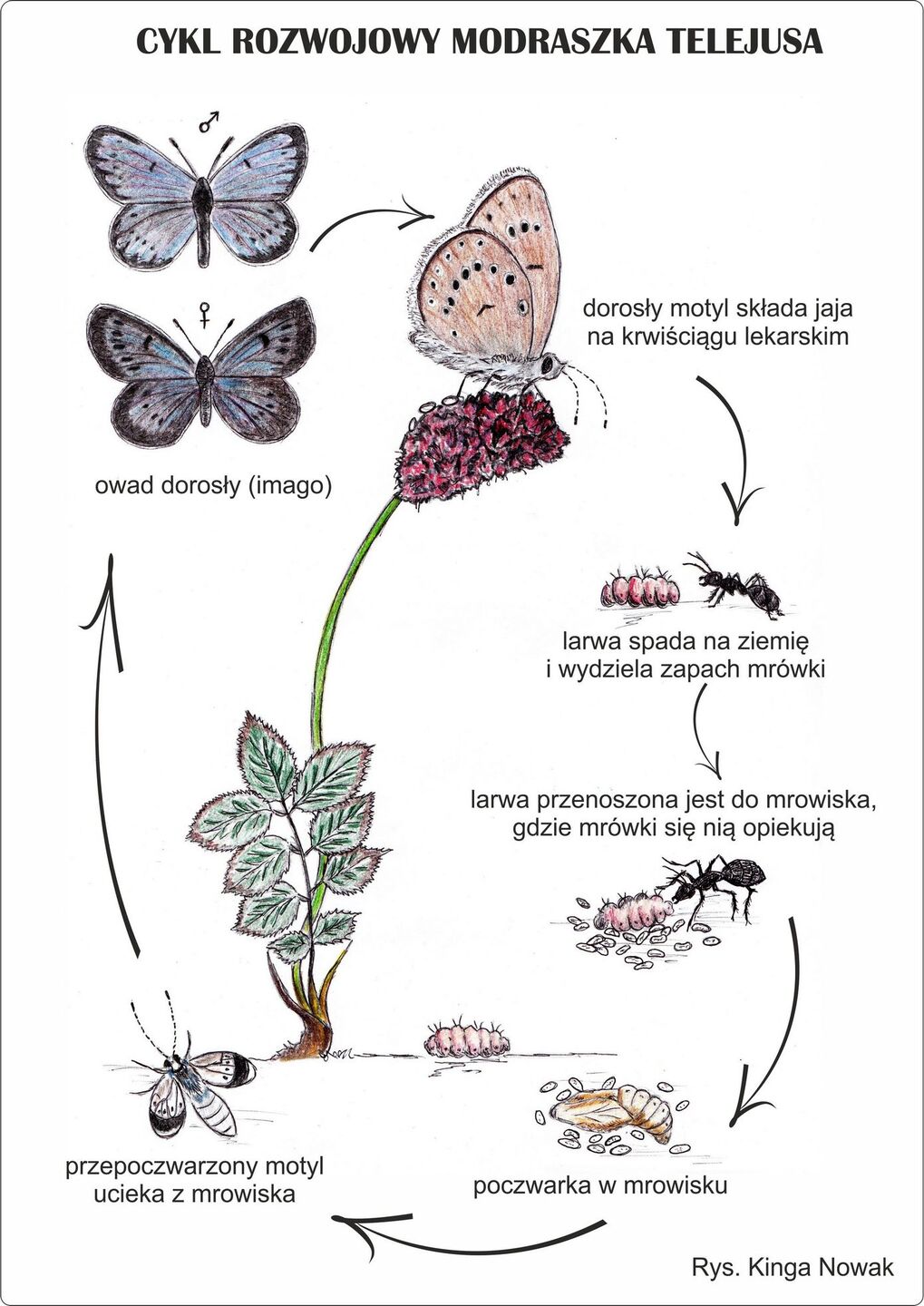 Prywatna wycieczka z przewodnikiem po BPK z finału WOŚP 2025 5