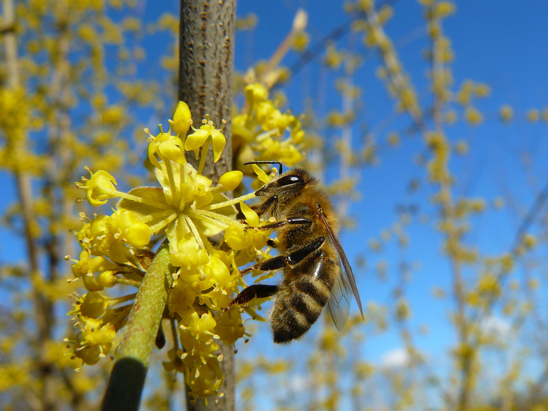 1.Pszczoła miodna fot.A.Pruszkowska
