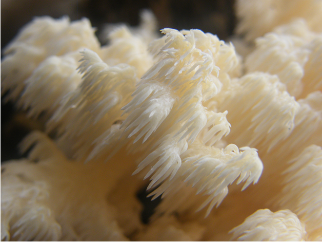 dz.grzyba