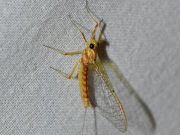 Nocne Świecenie w Puszczy Mariańskiej, 