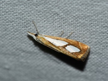 Nocne Świecenie w Puszczy Mariańskiej, 