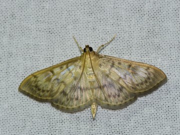 Nocne Świecenie w Puszczy Mariańskiej, 