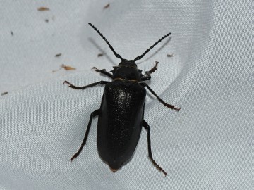 Nocne Świecenie w Puszczy Mariańskiej, 