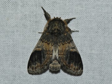 Nocne Świecenie w Puszczy Mariańskiej, 