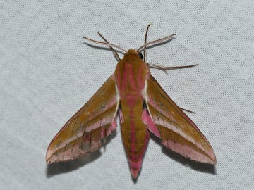 Nocne Świecenie w Puszczy Mariańskiej, 