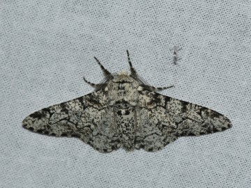 Nocne Świecenie w Puszczy Mariańskiej, 