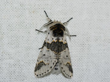 Nocne Świecenie w Puszczy Mariańskiej, 