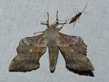 Nocne Świecenie w Puszczy Mariańskiej, 