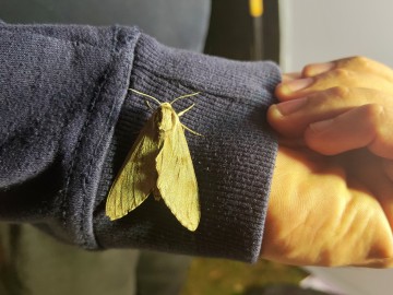 Nocne Świecenie w Puszczy Mariańskiej, 