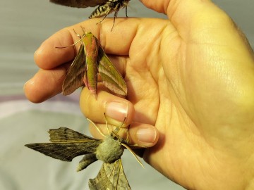 Nocne Świecenie w Puszczy Mariańskiej, 