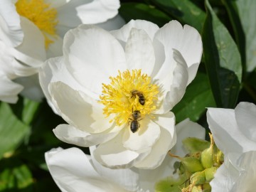 Wieki Dzień Pszczół w BPK, fot. A. Pruszkowska, 