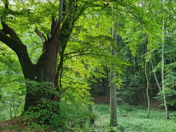 Wyniki konkursu Drzewo w krajobrazie Bolimowskiego Parku Krajobrazowego, <p>Aneta Pietrzak</p>