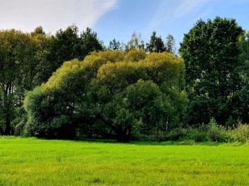 Wyniki konkursu Drzewo w krajobrazie Bolimowskiego Parku Krajobrazowego, <p>Filip Pietrzak</p>