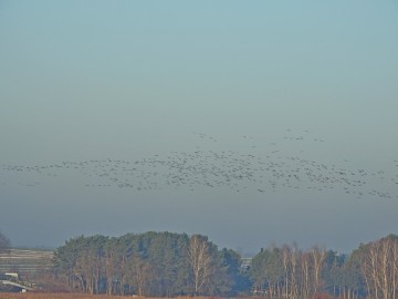 Monitoring Zimujących Ptaków Wodnych na Zbiorniku Sulejowskim – 2025, <p>Rozlatujące się o poranku gęsi.</p>