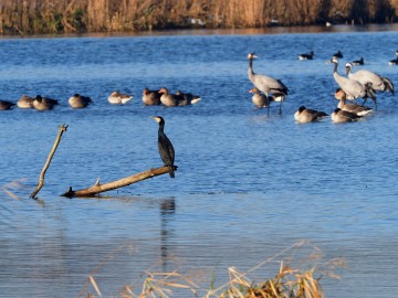 Monitoring Zimujących Ptaków Wodnych na Zbiorniku Sulejowskim – 2025, <p>Kormoran</p>