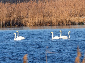 Monitoring Zimujących Ptaków Wodnych na Zbiorniku Sulejowskim – 2025, <p>Łabędzie krzykliwe</p>