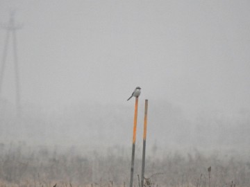 Zimowe Ptakoliczenie w Sulejowskim i Spalskim PK - 2023, <p>srokosz.</p>