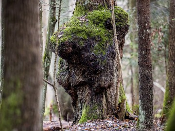 W oczekiwaniu na wiosnę rezerwat Czarna Rózga 2026, 