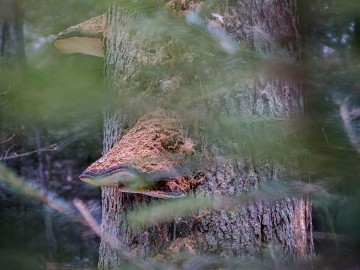 W oczekiwaniu na wiosnę rezerwat Czarna Rózga 2026, 