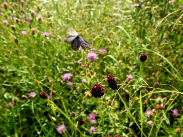 Monitoring chronionych motyli na terenie Spalskiego Parku Krajobraowego, <p>modraszek nausitous - samiec</p>