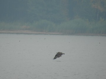 Pierwsze stwierdzenie płatkonoga płaskodziobego na zbiorniku Sulejowskim, <p>Rybołów.</p>