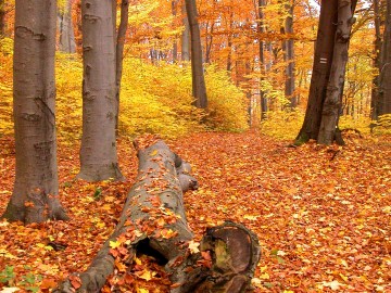Rezerwat Bukowa Góra w aspekcie jesiennym.