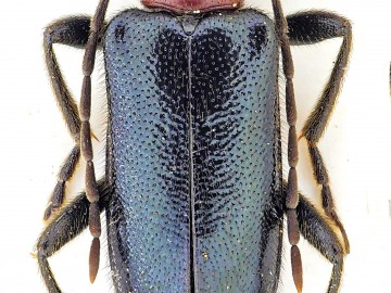 Rozpylak topolowy Dinoptera collaris – nowy gatunek chrząszcza z rodziny kózkowatych (Cerambycidae) w Puszczy Pilickiej., 