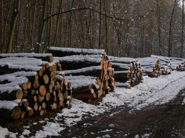 Zimowa wycinka drzew, Agata Zaborowska