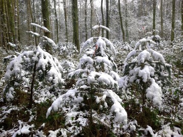 Czapy śniegu na leśnych drzewach, <p>fot. Mateusz Starnowski</p>