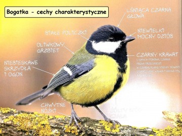 Ptaki w naszych karmnikach - sikora bogatka, Źródło: Kruszewicz A. 2010: O ptakach. , 