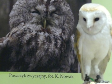 Relacja z nocy Sów 2025, 