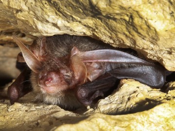 Gacek brunatny (Plecotus auritus), <p>fot: M. Ignaczak</p>